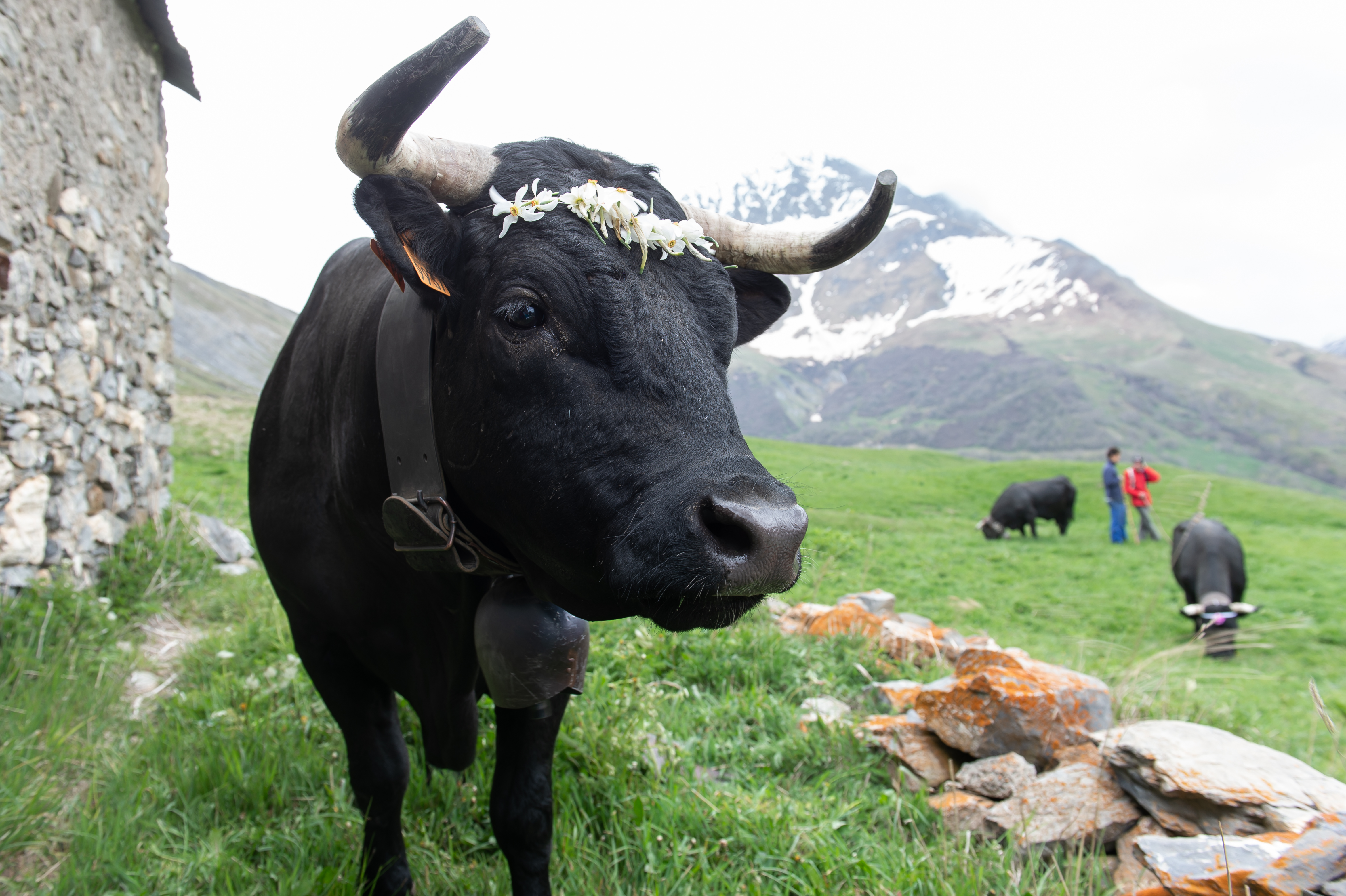 Vache d'Hérens dans le col du Lautaret ©BARGES Jean-Pierre