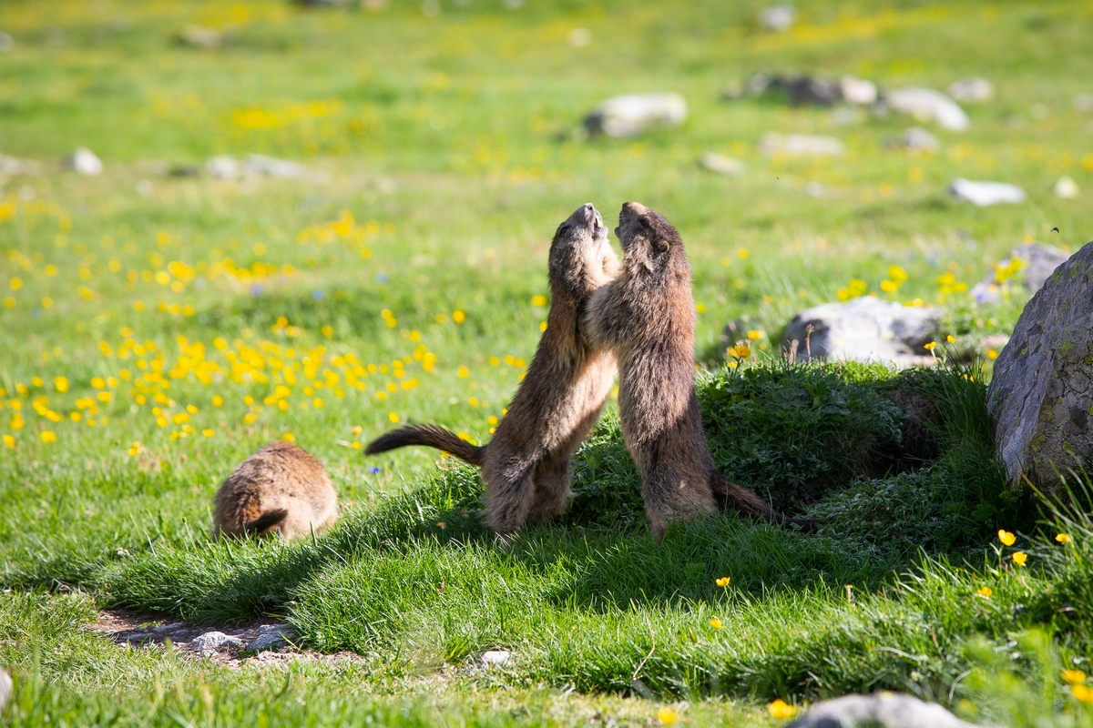 Marmottes à l'alpe de Villar
