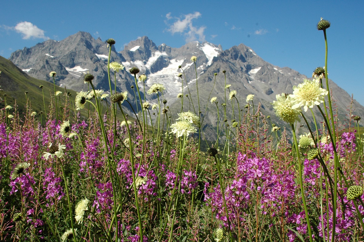 Flowers at the Col du Lautaret fleuri in summer